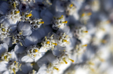 part of plants from nature
