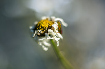 part of plants from nature