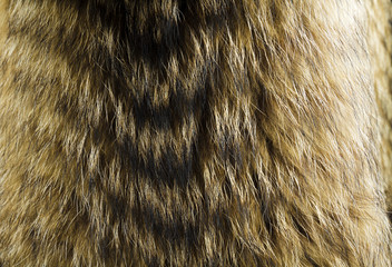 Naklejka premium Fur texture. Raccoon dog fur.