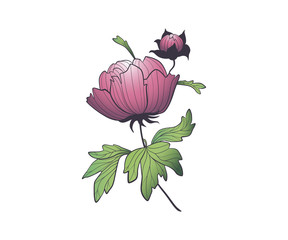 Peony pastel color contour elegance illustration