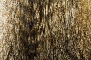 Fur texture. Raccoon dog fur.