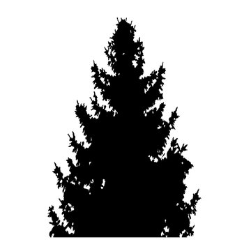 fir-tree with cones silhouette isolated on white background vector illustration