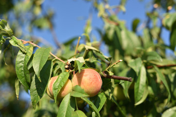 日本の路地の桃