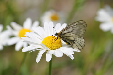 ウスバシロチョウ