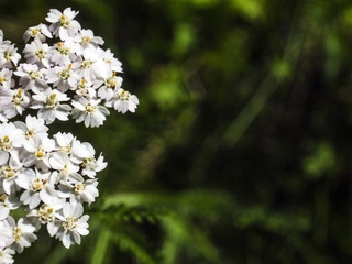 part of plants from nature