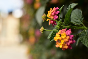 Orange pink flowers