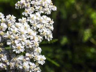 part of plants from nature