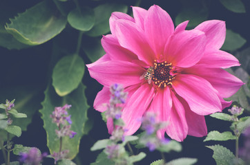 Echinacea Flower with Bee