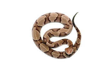 eastern Copperhead (Agkistrodon contortrix) close-up on white background