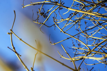 part of plants from nature