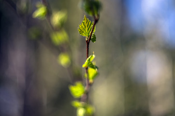 part of plants from nature