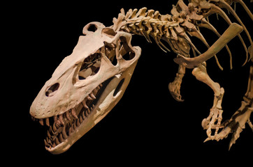 Dinosaur skeleton on black isolated background