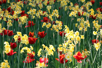 Obraz premium Dark red tulips (Tulipa spp.) with yellow edge in flower bed with yellow narcisus flowers