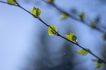 part of plants from nature