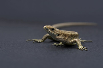 Vivacious lizard on a black isolated background.
