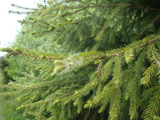 different summer flowers and trees