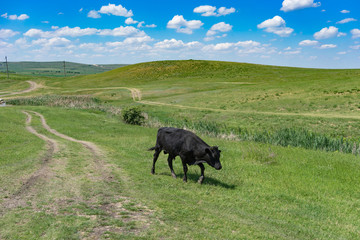 Young black bull on a green field background.