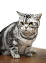 Naklejka na ściany i meble American Shorthair cat close-up sitting on exhibition table against white background 