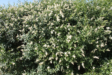 Fototapeta na wymiar Flowering European privet or Ligustrum vulgare with white flowers and green foliage