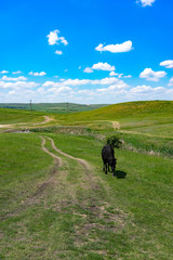 Fototapeta na wymiar Young black bull on a green field background.
