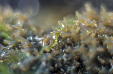 part of plants from nature