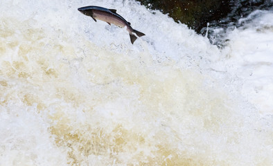 Large Atlantic salmon leaping up the waterfall on their way migration route to their spawning...