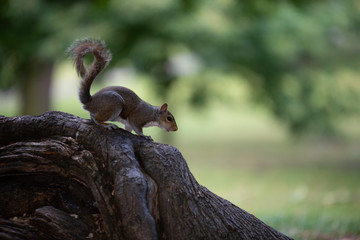 Squirrel in the park