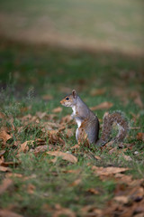 Squirrel in the park