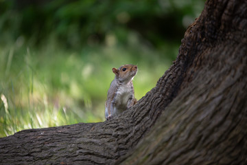 Squirrel in the park