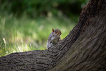 Squirrel in the park