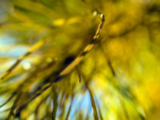 part of plants from nature