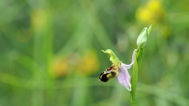Bee Orchid ( Ophrys apifera )