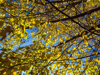 part of plants from nature