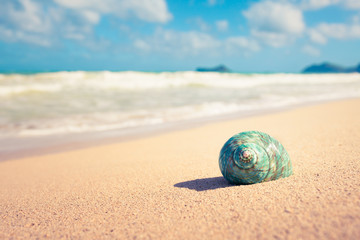 Sea shell on beautiful white sand beach. 