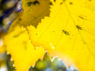 part of plants from nature