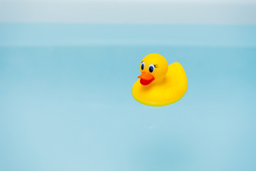 yellow rubber duck in blue water of bathtub