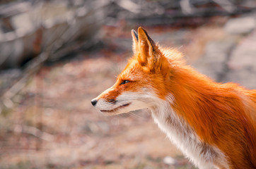 Red Fox Fennec Fox