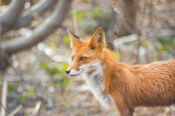 Red Fox Fennec Fox