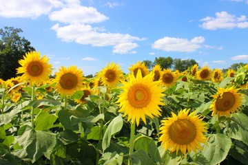 Field of beautiful, bright yellow sunflowers 