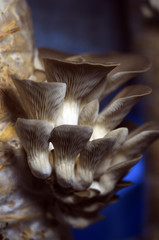 wild mushrooms of the forest zone