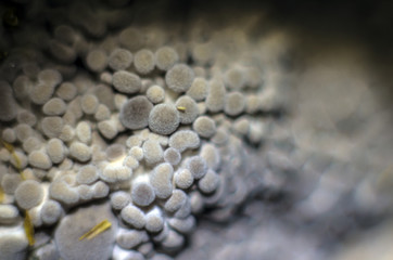 wild mushrooms of the forest zone