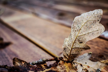 Dried leaf