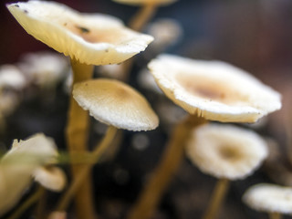 wild mushrooms of the forest zone