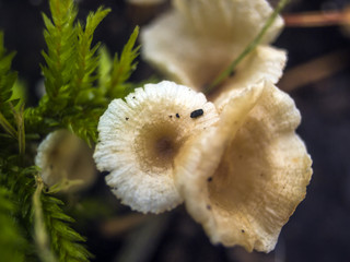 wild mushrooms of the forest zone
