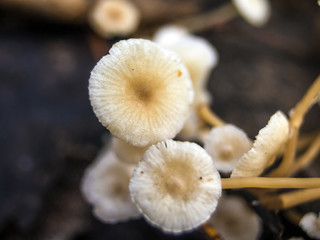 wild mushrooms of the forest zone
