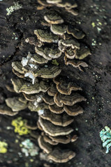 wild mushrooms of the forest zone