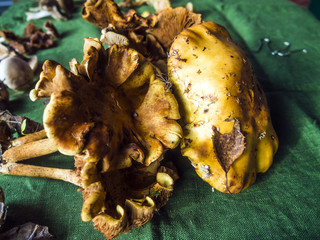 wild mushrooms of the forest zone