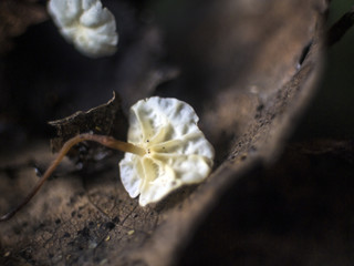 wild mushrooms of the forest zone