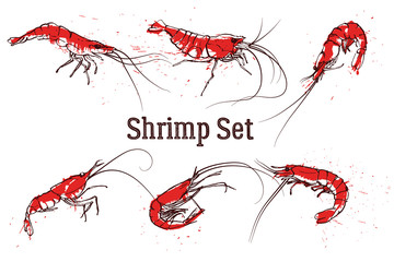 Hand drawn boil prawn or shrimp. Text SHRIMP SET. Sketch vector set good for pub menu decoration