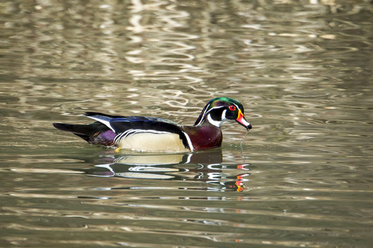 Beautiful male wood duck with water on bill..